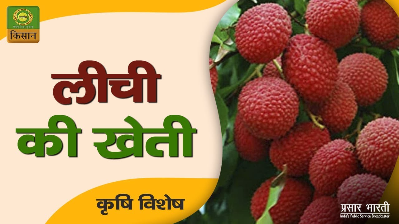 Krishi Vishesh | कृषि विशेष : लीची की खेती  | June 24, 2023