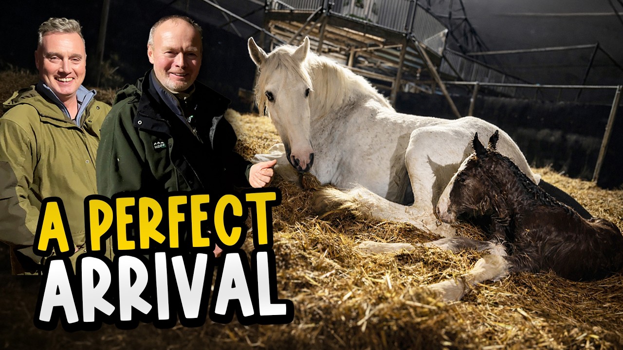 Silver’s Beautiful Foal Has Arrived! 🐴💛