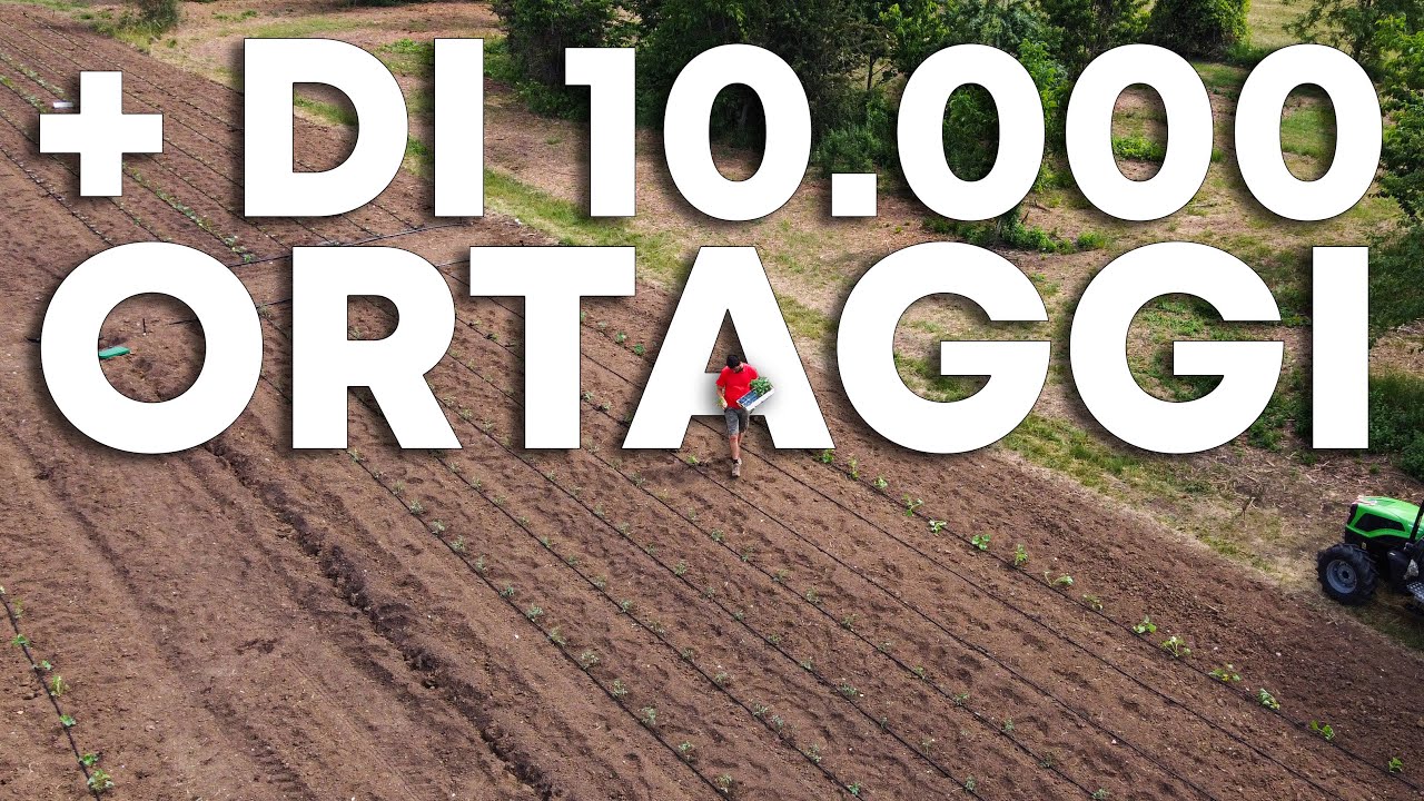 Ho fatto L'ORTO PIÙ GRANDE DI SEMPRE: Orto della Brina