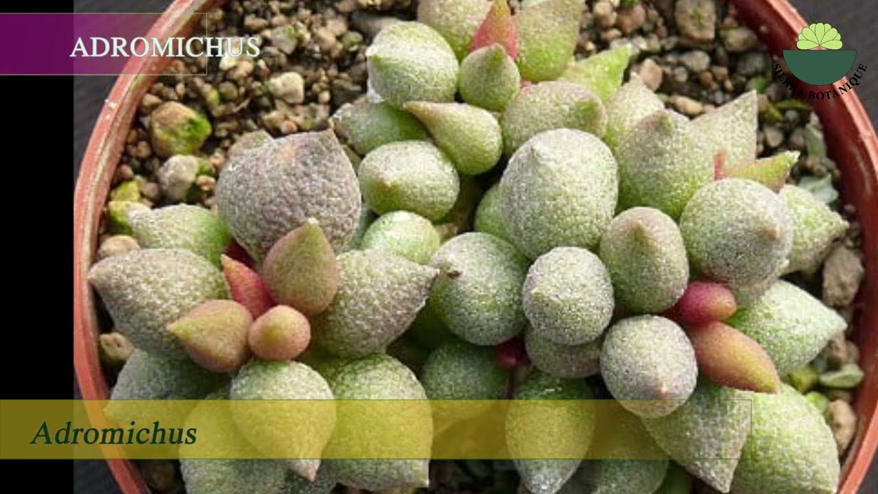 Adromichus Gymnocalycium Ceropegia Ariocarpus Orostachys Species  İdentifiant Succulent Plants Bitki