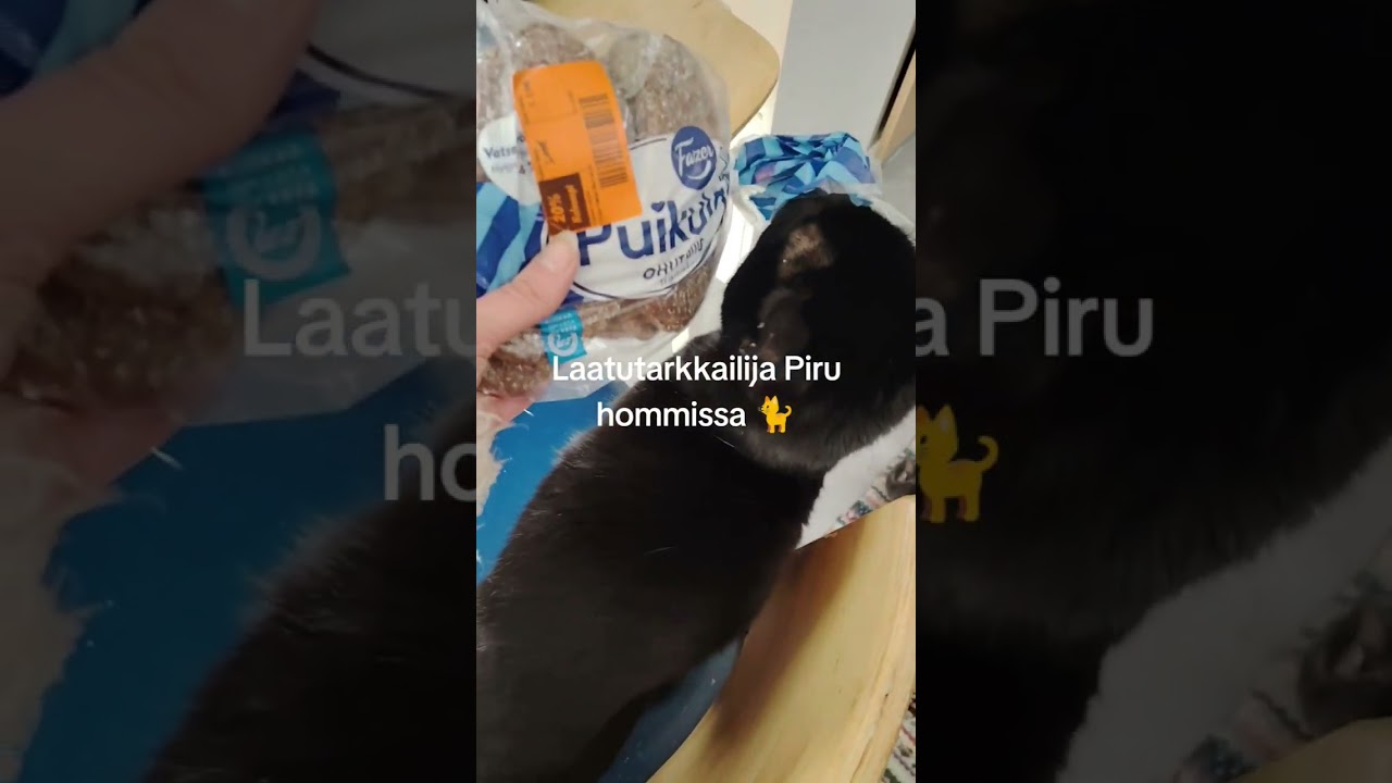 Pirun ty&ouml;viikko 🐈 Helmikuu😅