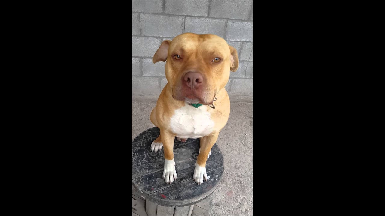 El pitbull más bueno del mundo