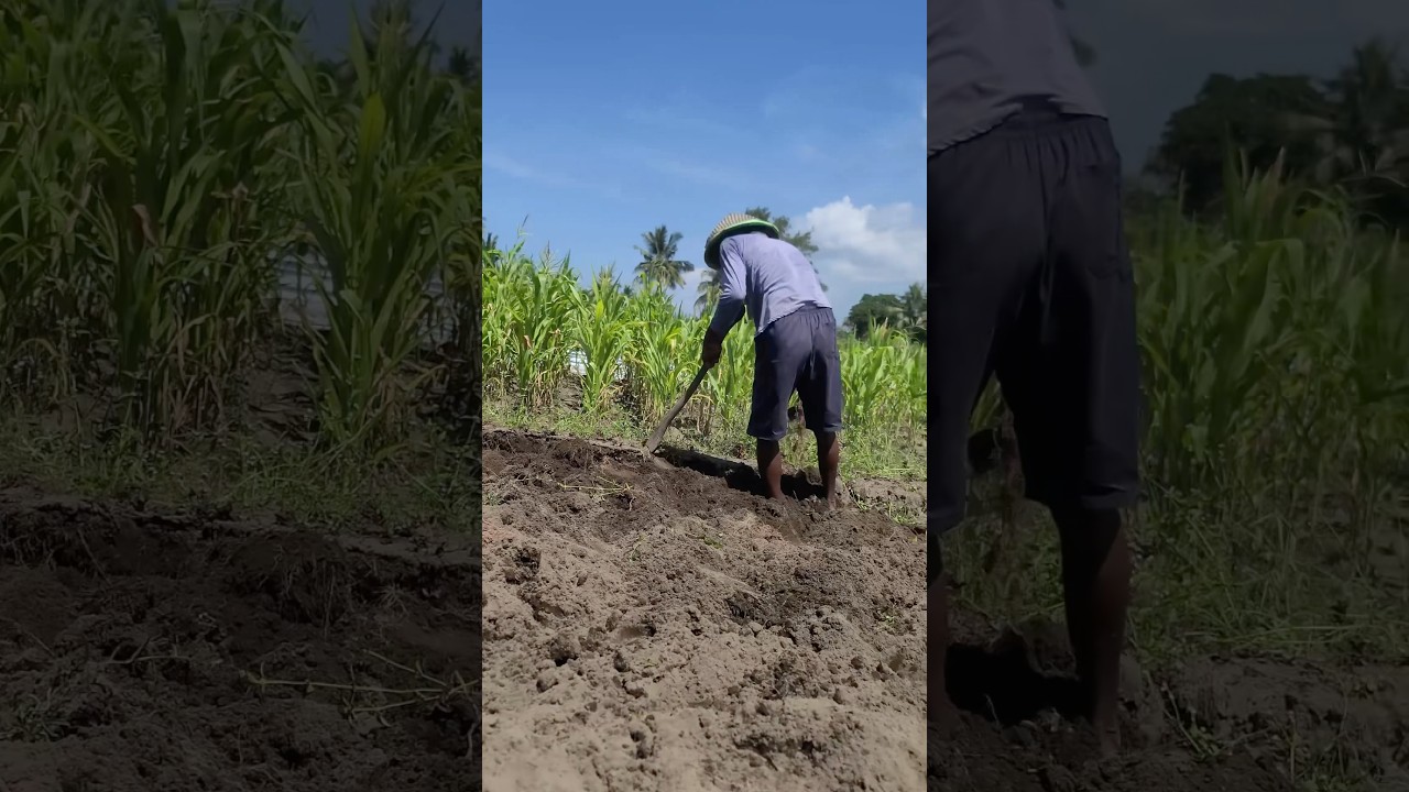 Village farmers utilize sandy soil to cultivate sweet potatoes for maximum harvest results #shorts