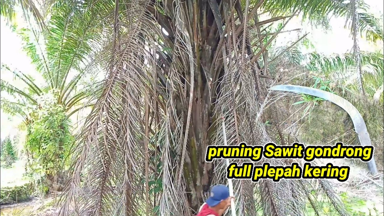parah broo untung egrek saya super tajam !! pruning sawit gondrong pelepah kering !!
