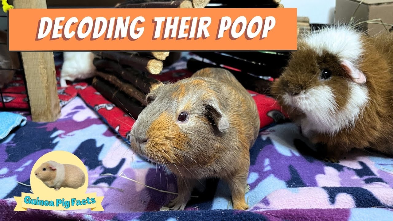 Why Do Guinea Pigs Have So Many Different Poops?