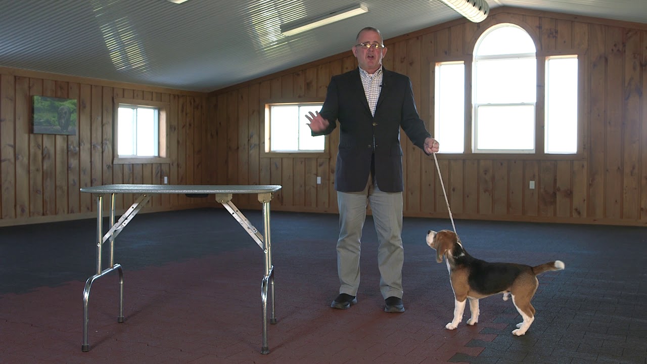 Dog Show Tips- The No Fuss Stack (Small Dog)