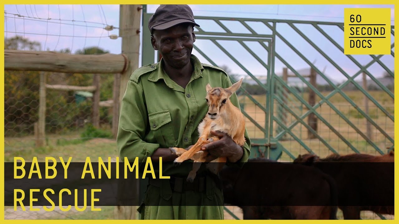 Baby Animal Rescue // 60 Second Docs