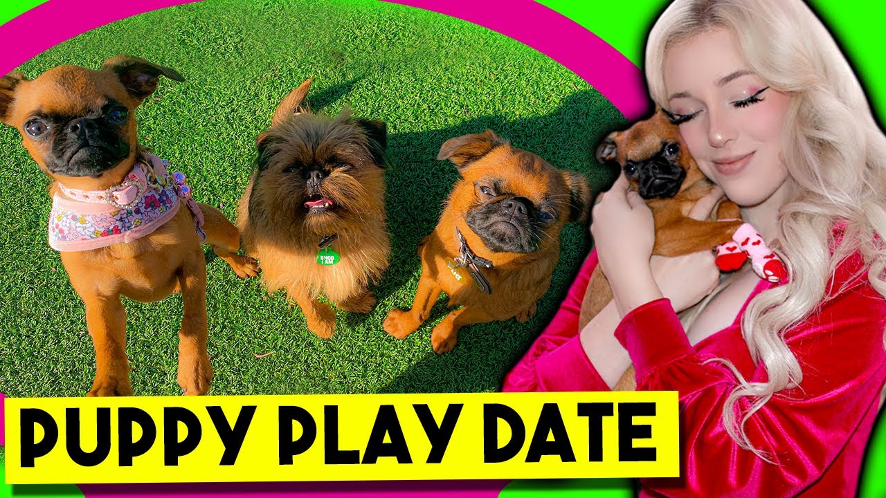 My Puppy has a Dog Play Date for the First Time! (*CUTE!!*) Lyssy Noel Vlogs