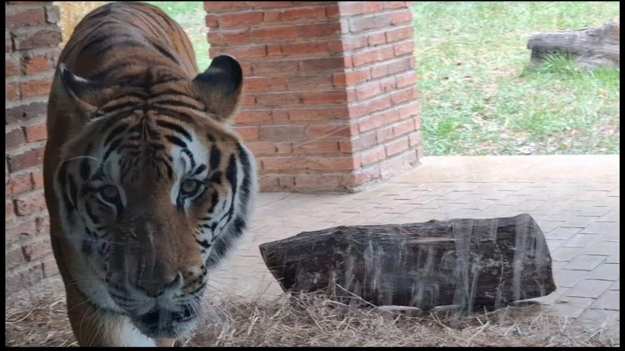 Discover Colombia’s Most Exotic Animals | Zoo Adventure