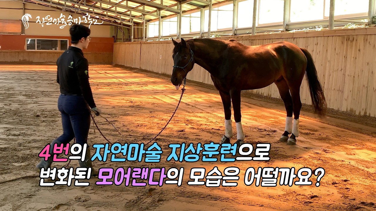 [자연마술승마학교] 4일간의 자연마술 지상훈련으로 변화된 모어랜다 | Korea Natural Horsemanship | Just 4day