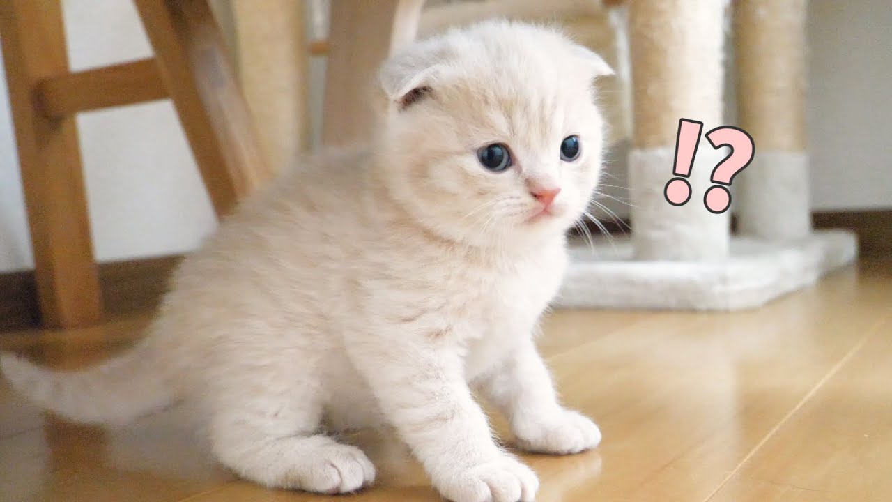 子猫がとんでもない場所に集合しましたw スコティッシュフォールドつむの子猫の成長記録…kitten and slow life