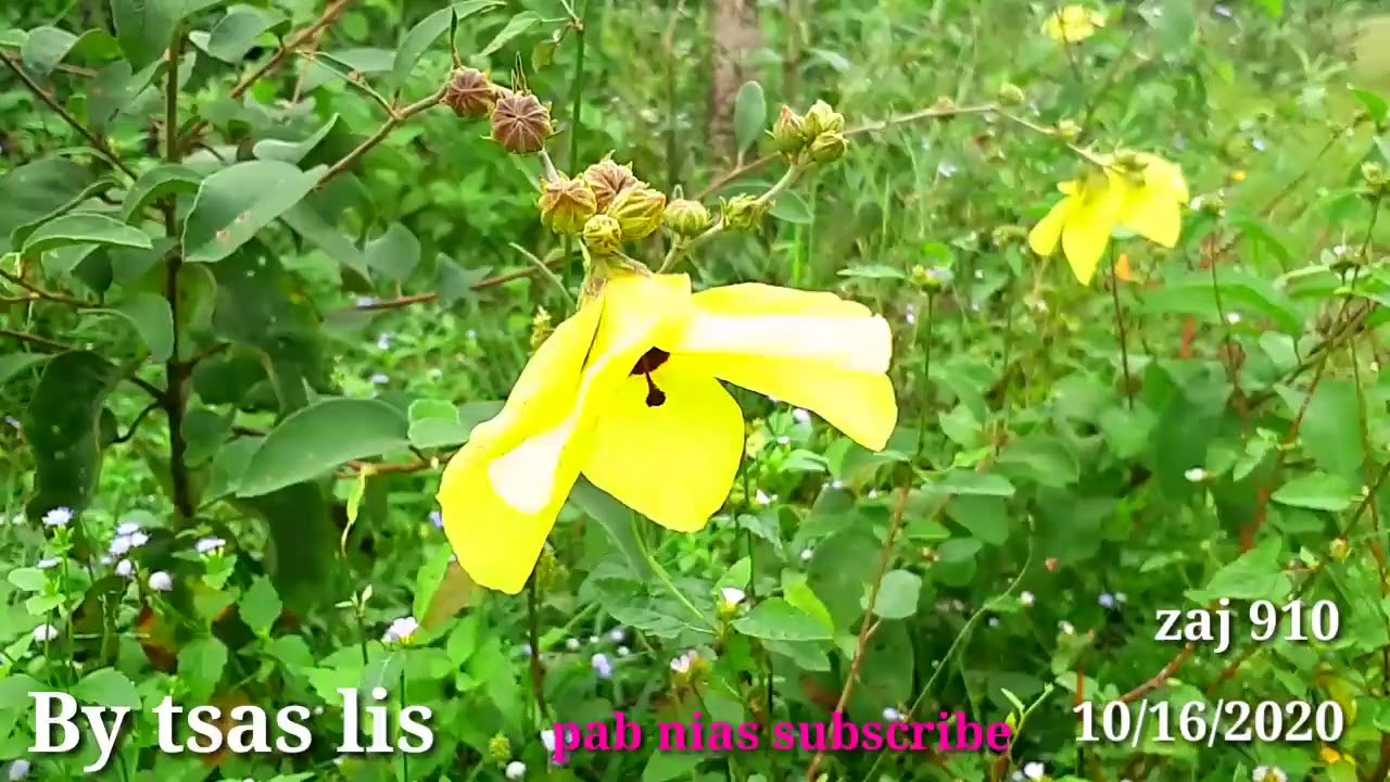 Koj Dag Kaus Kuv Me Nyuam Tag Ces Koj Tsis Yuav Kuv 10/16/2020