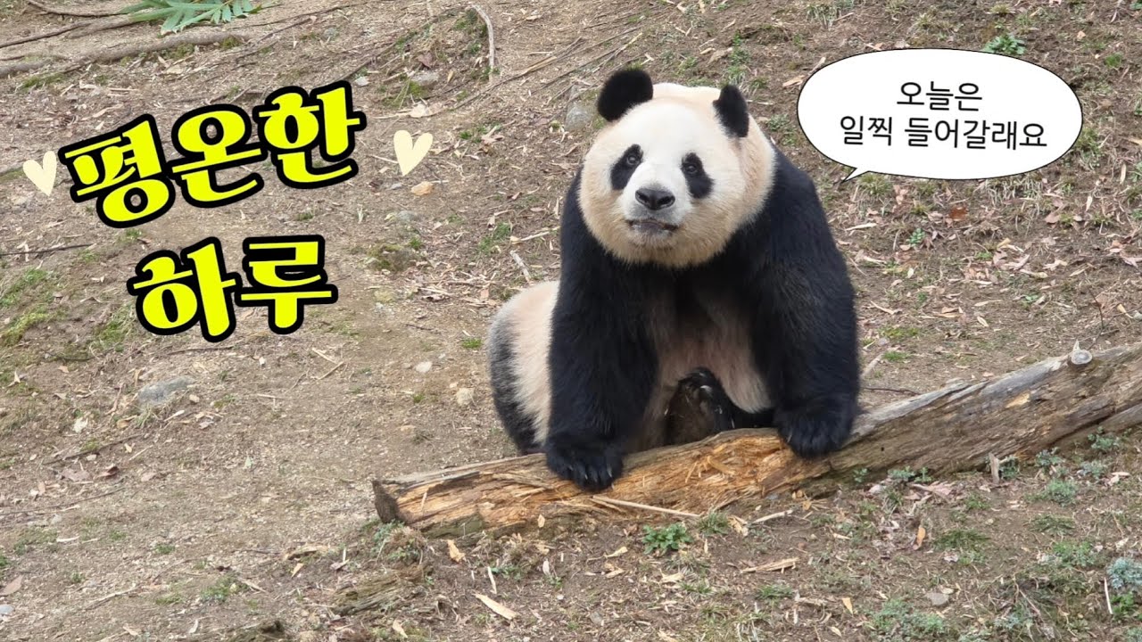 2026.03.05. 아이바오의 하루