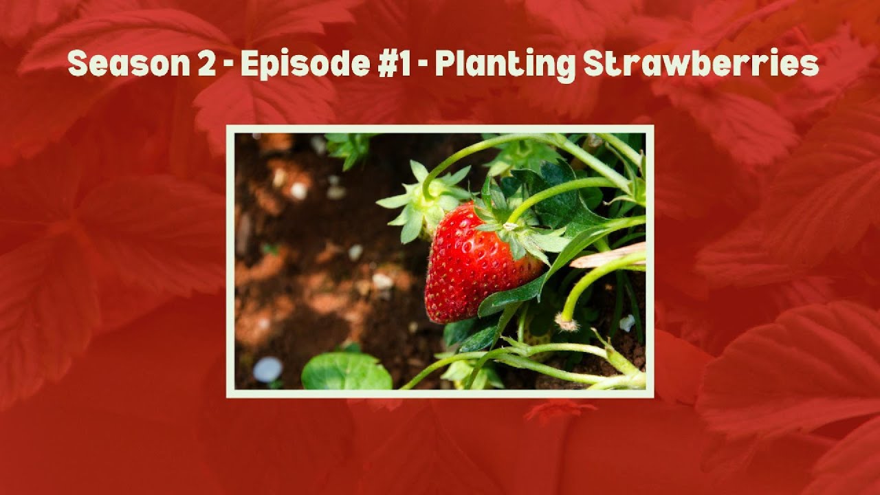 S2 Ep#1 - Planting Strawberries