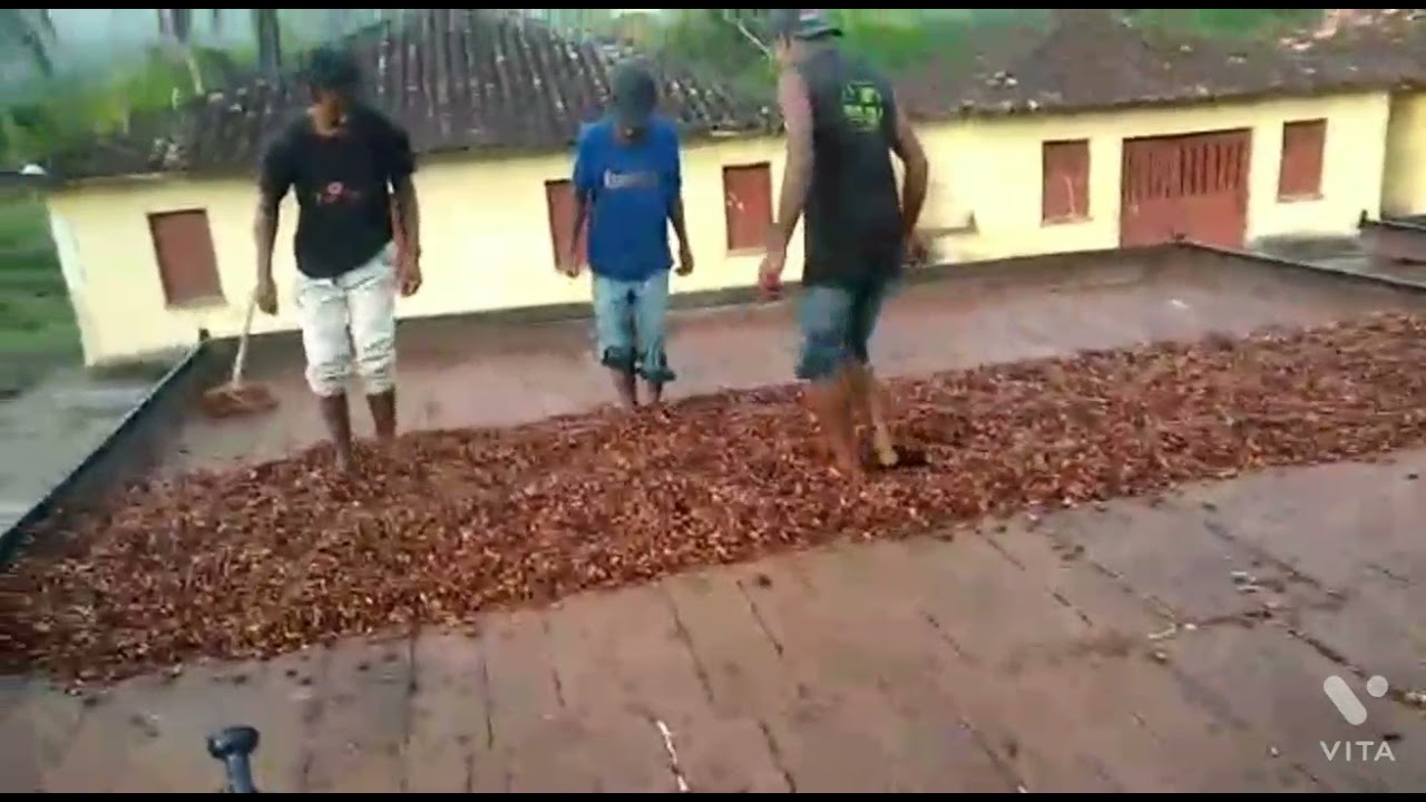 MOSTRANDO COMO SE PISAR CACAU NA BARCAÇA !!!!!