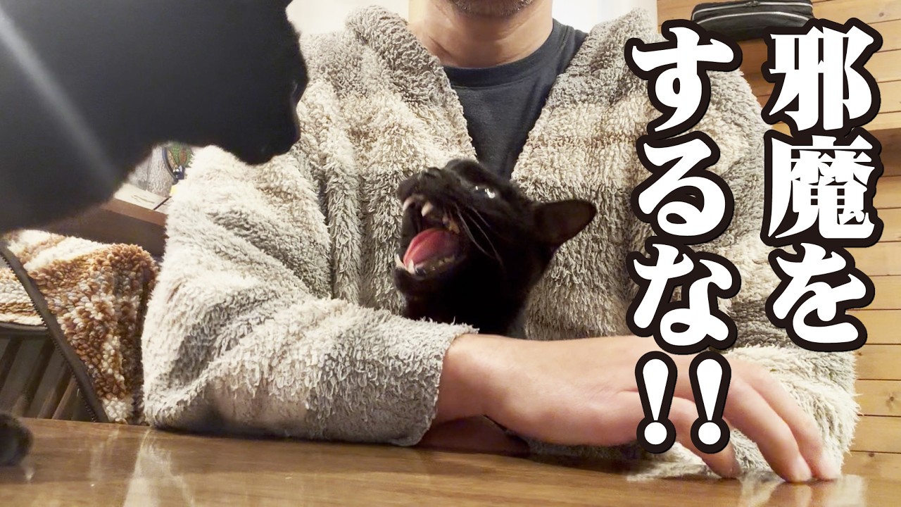 飼い主とふたりだけの時間を他の猫に邪魔をされブチギレる猫！