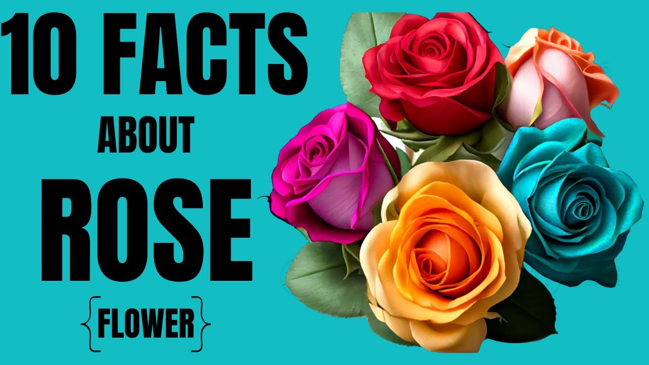10 INTERESTING FACTS ABOUT ROSE (FLOWER) | #rose #facts | @FGFACTSDESCRIBER