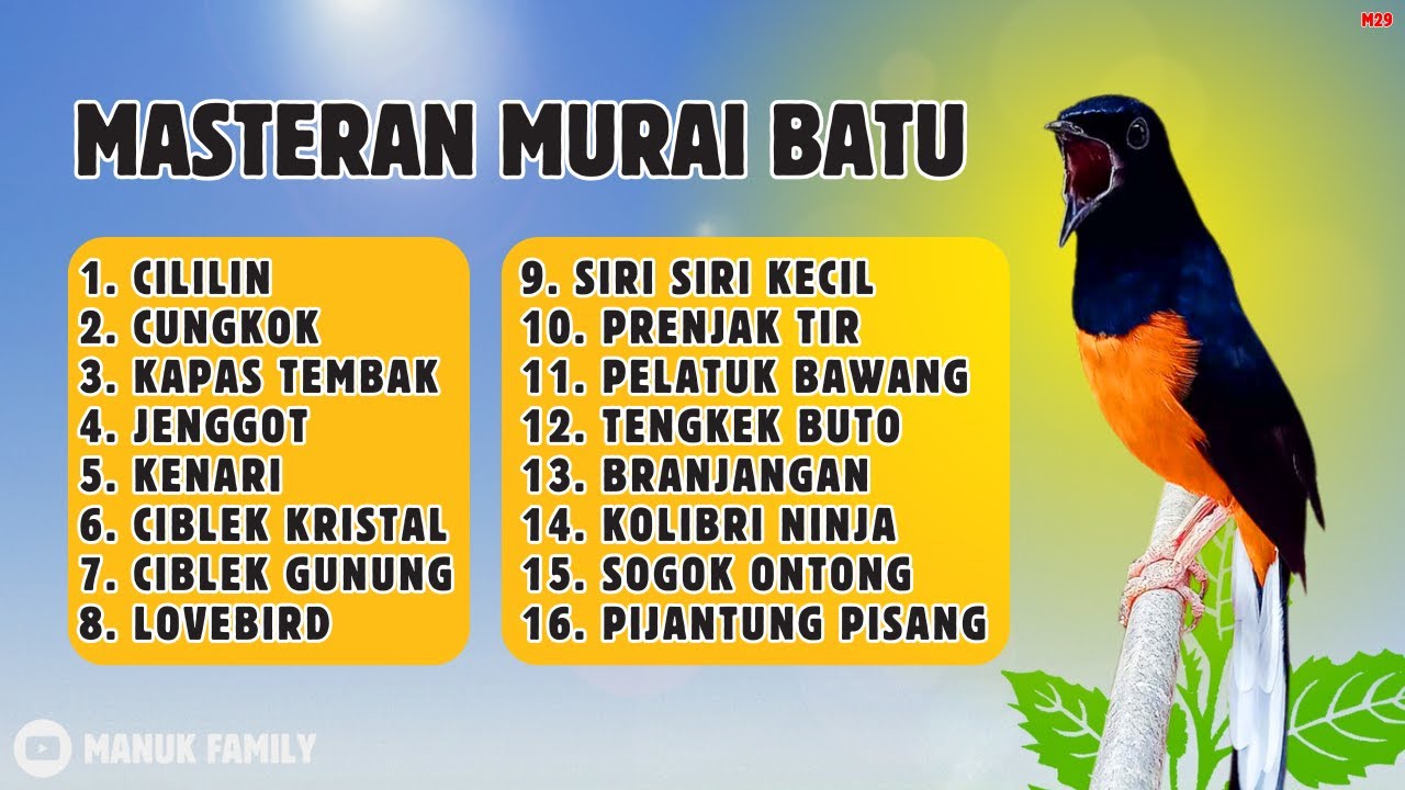 🔴 MASTERAN MURAI BATU TERBAIK ISIAN CILILIN CUNGKOK KAPAS TEMBAK JENGGOT CIGUN SIRI SIRI || 894