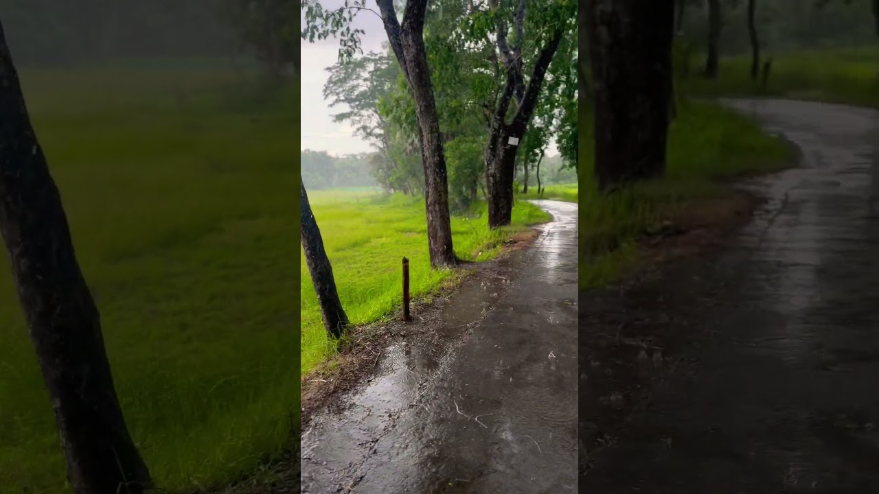 #haveyrain #rainsounds #rani