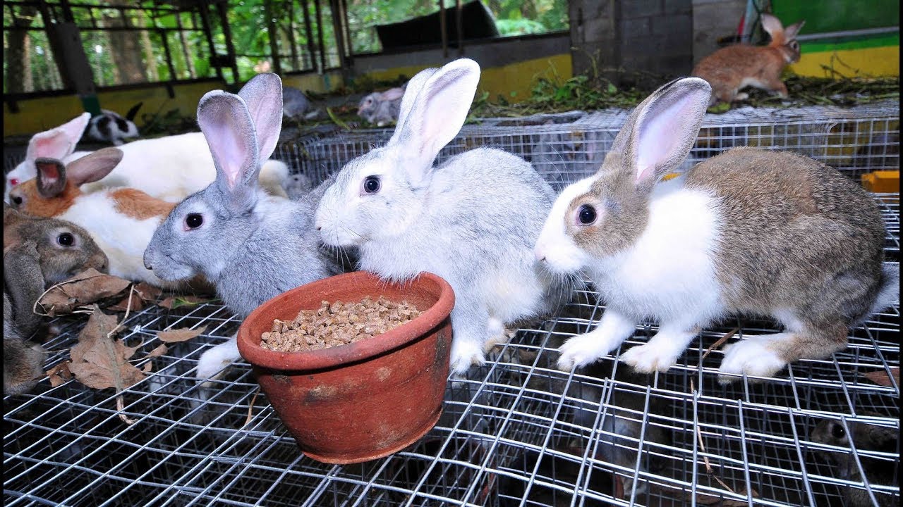 Rabbit Farm Amazing Technology  Modern Farm for Rabbits