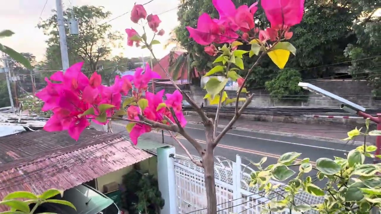 Watering my plants. #plants  #calamansi  #minigarden 