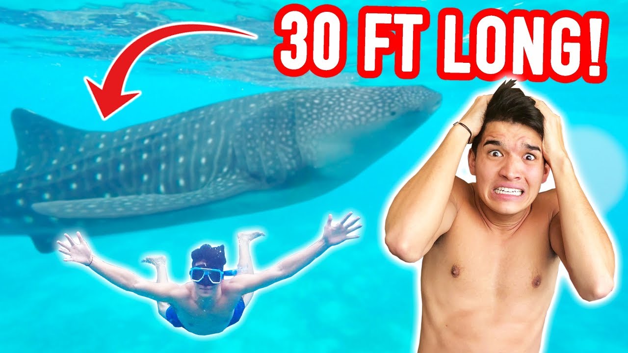 SWAM WITH A 30 FT LONG SHARK! *SCARY*