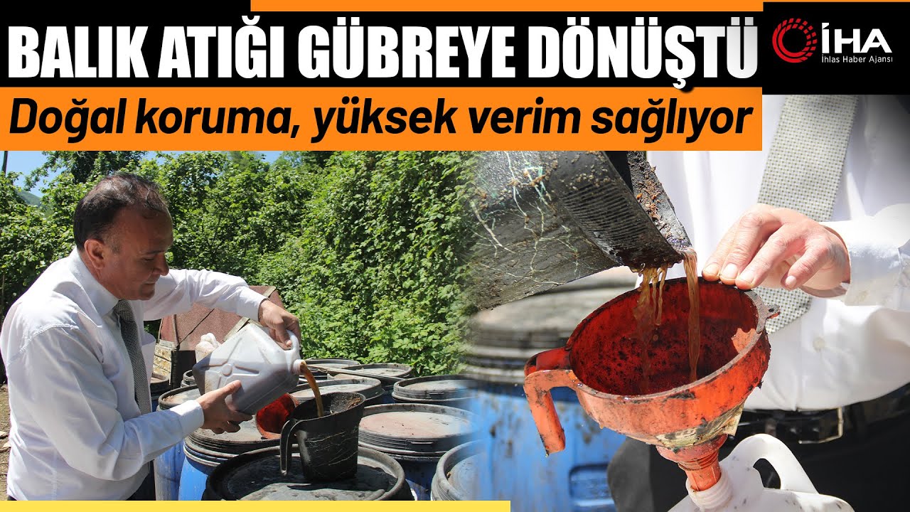 Kahverengi Kokarcaya Sıvı Balık Gübreli Önlem