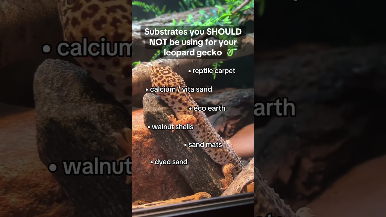 Avoid using these substrates for your leopard gecko❌🙅‍♀️ 