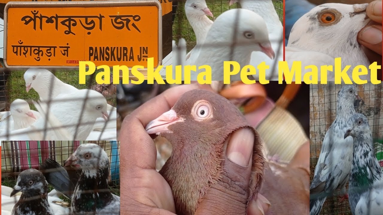 Panskura pet market || Panskura Pigeon market | 20 March 2025 | #pigeon #birds @Bengalpigeonlover