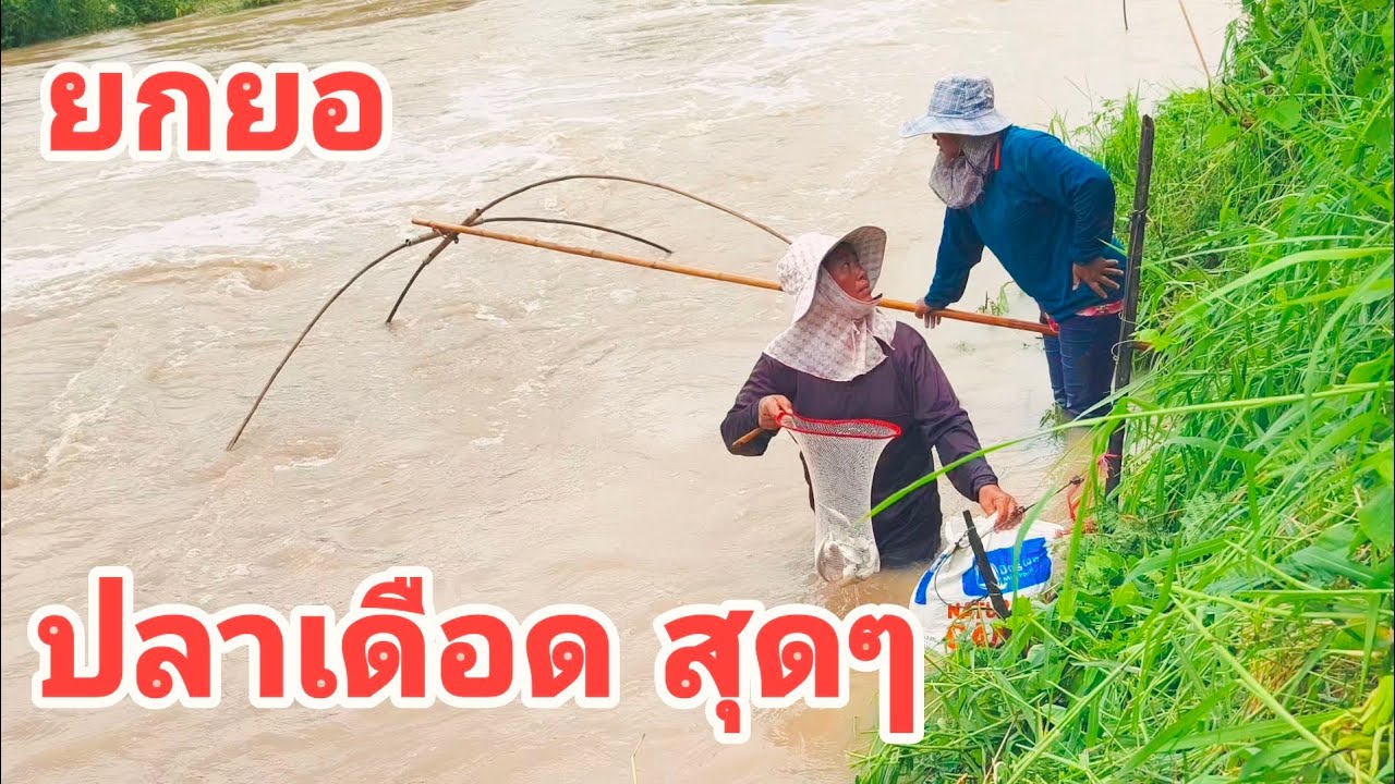 จุดนี้ปลาเดือดสุดๆเข้ายอเยอะมาก#ยกยอ #ปลาน้ำแดง #fishing #หาปลา #shotvideo #หว่านแห