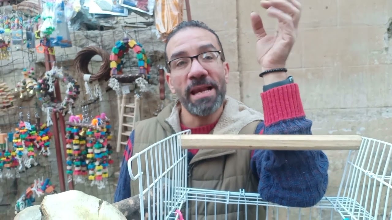 اقواي عروض والعاب الببغاوات  عند  يوسف الغاوي