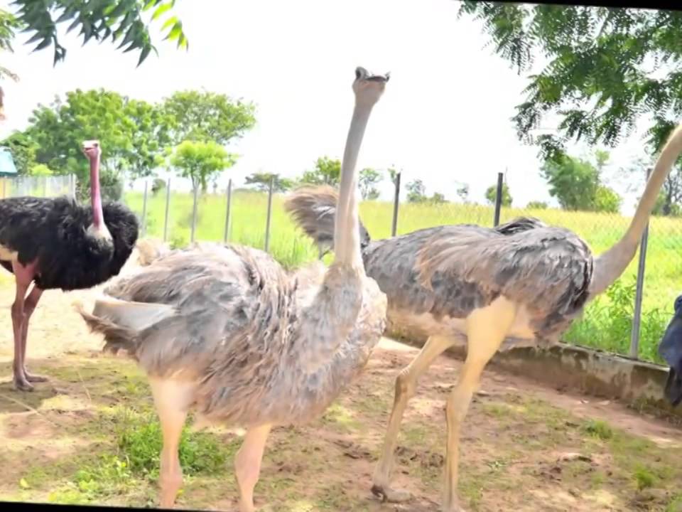 UNIVERSITY OF ILORIN ZOOLOGICAL GARDEN
