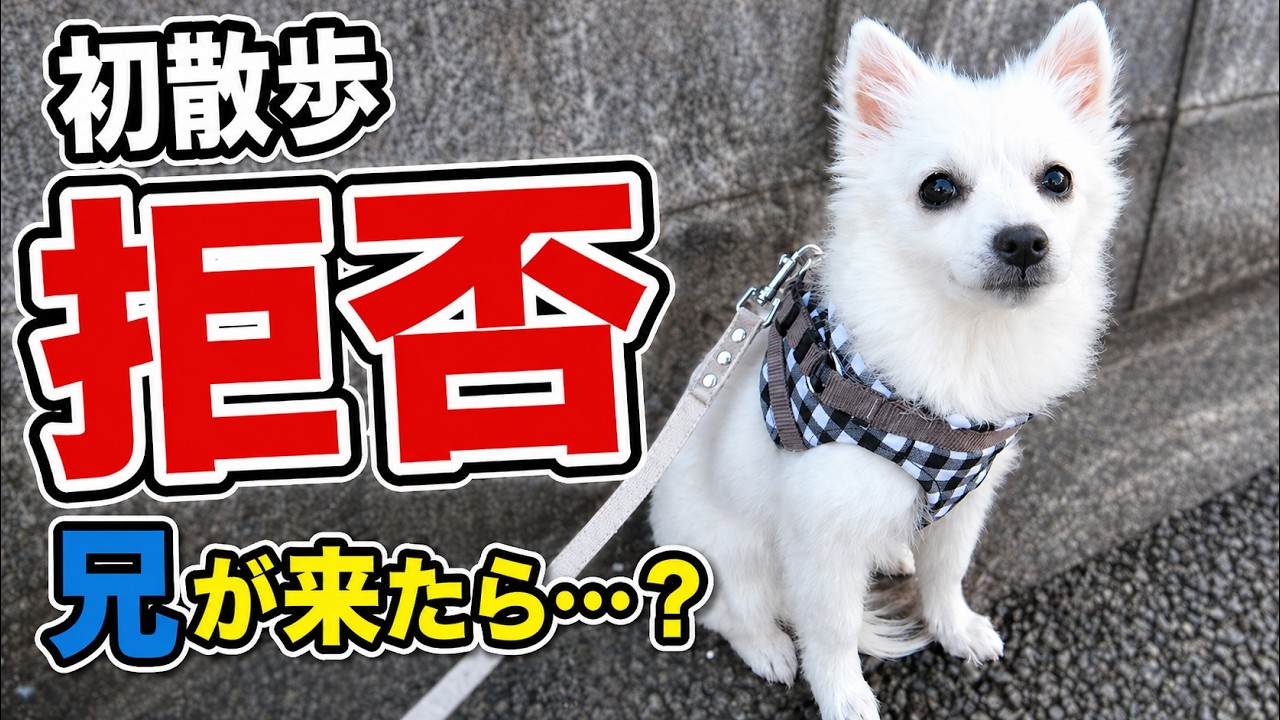 おてんばな子犬が初散歩でまさかの拒否。でも、大好きな兄が来たら…？