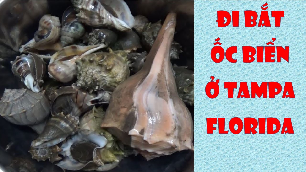 Đi bắt ỐC BIỂN ở TAMPA FLORIDA (Vlog 306 - Cuộc sống Mỹ)