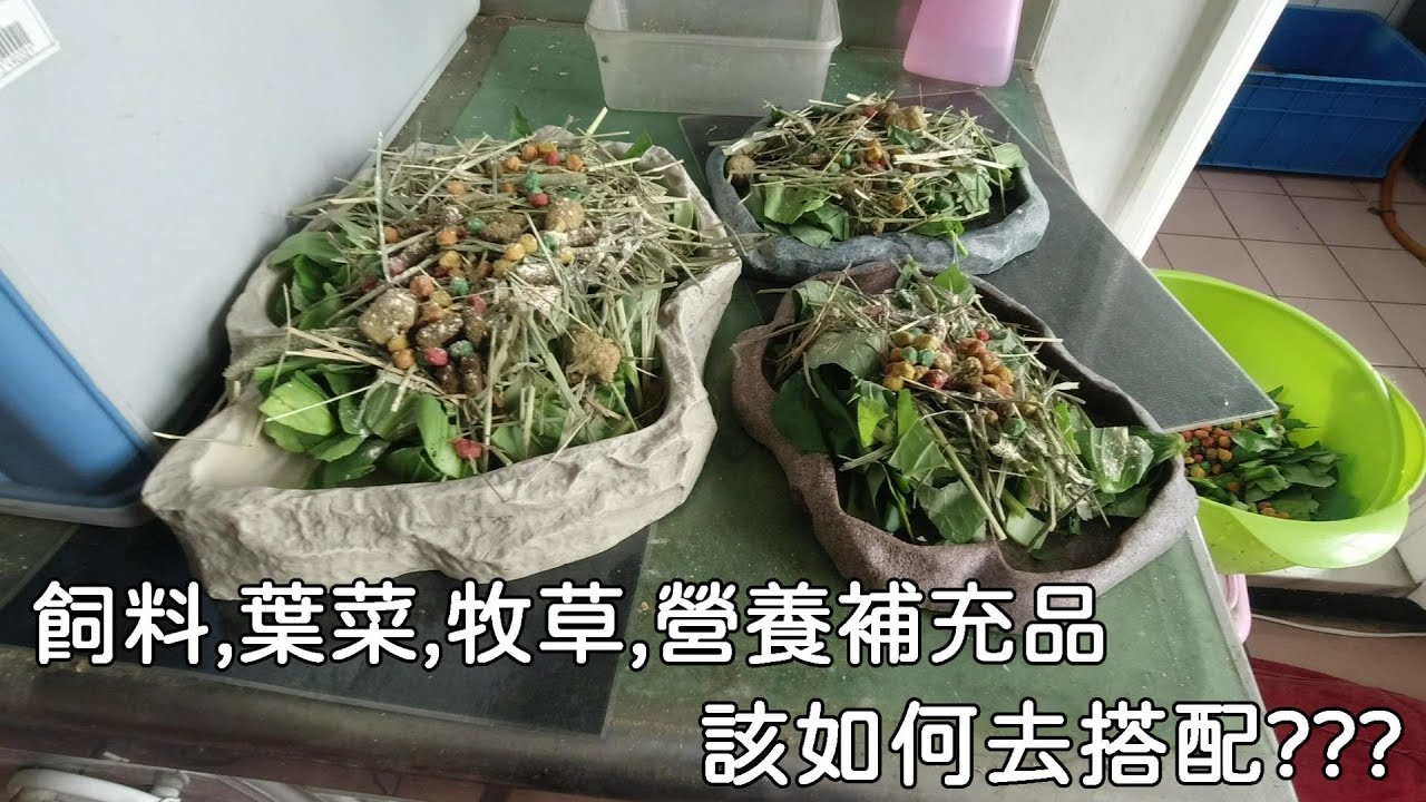 輕鬆養陸龜EP6 飼料葉菜各種東西該如何搭配??【簡單養好陸龜】