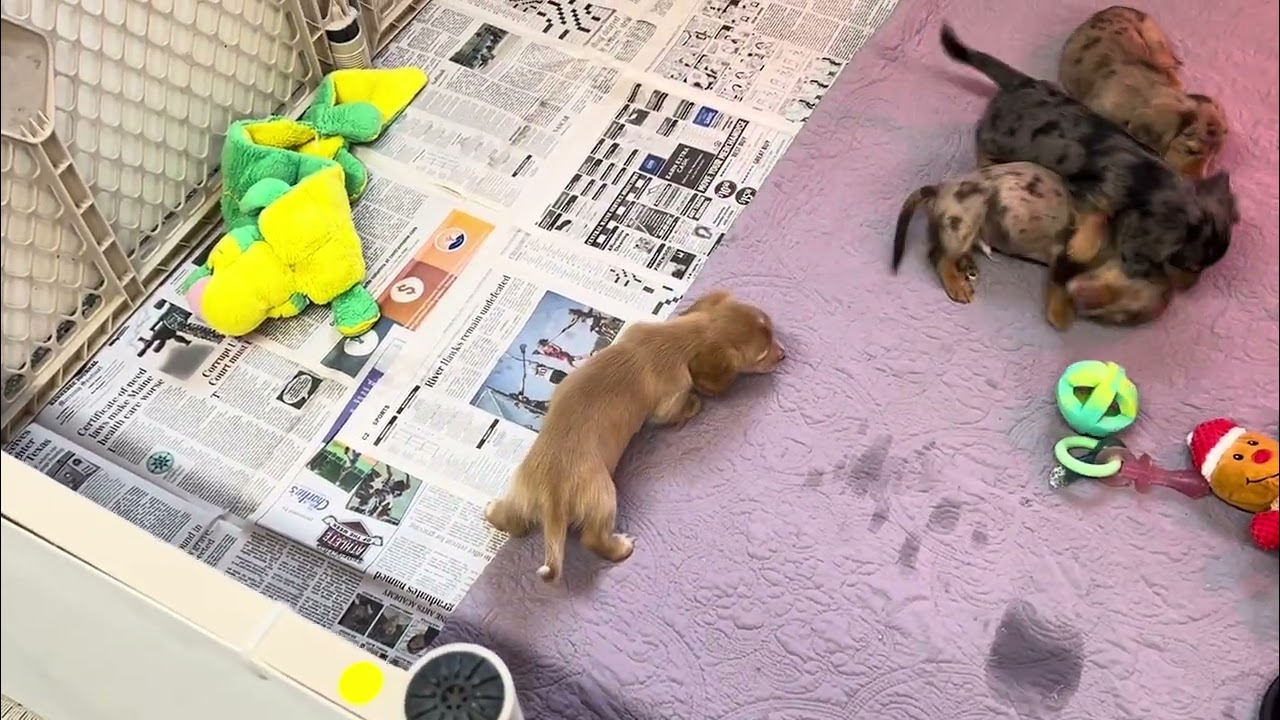 Pansy's W Litter 7 Weeks Old