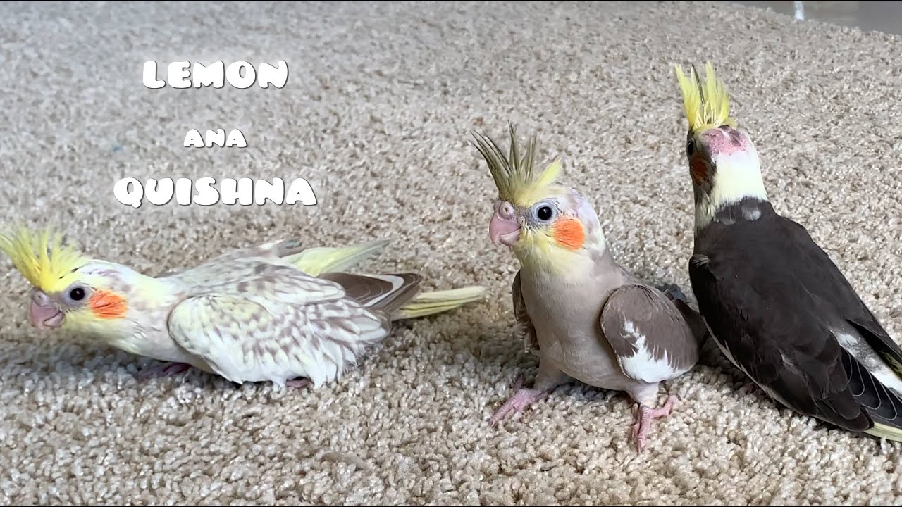 Adult Birbs' Reactions to Seeing 3 Baby Birbs