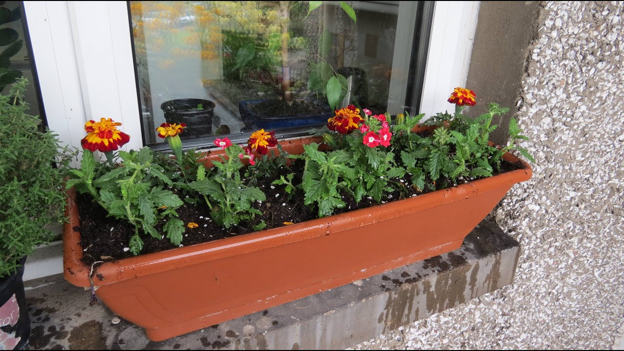 Planting Up Cosmos, Marigolds And Verbena