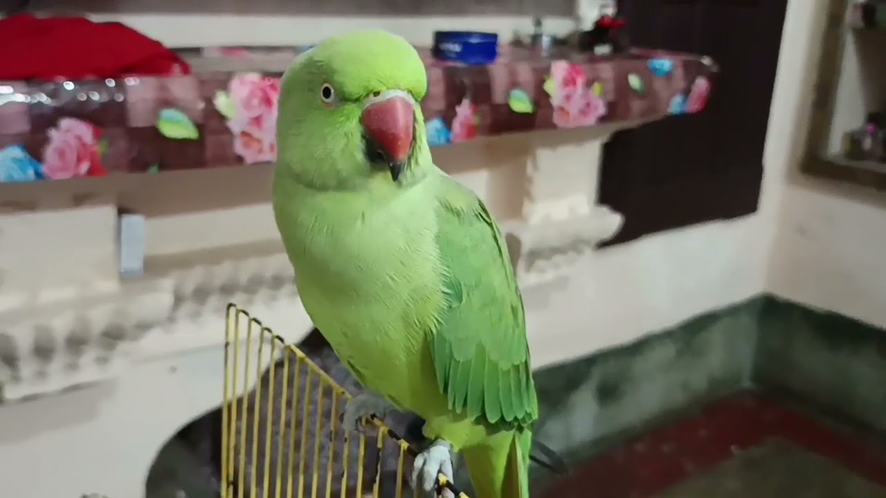 Talking parrot 🦜/baate karne wala srarti parrot @mithurajavlogs23