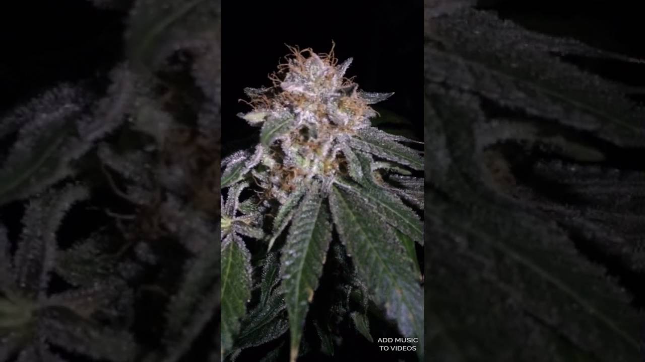 Small buds but super frosty.