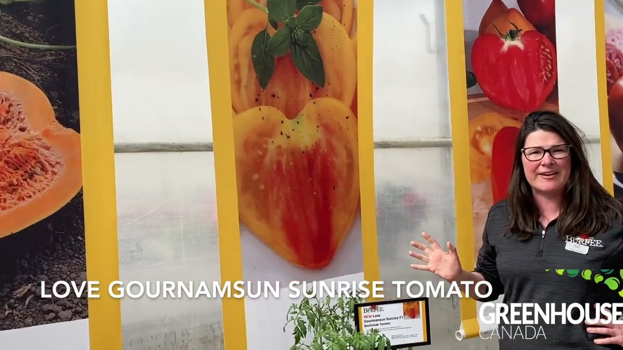 CAST 2023: Love Gouramsun Sunrise Tomato