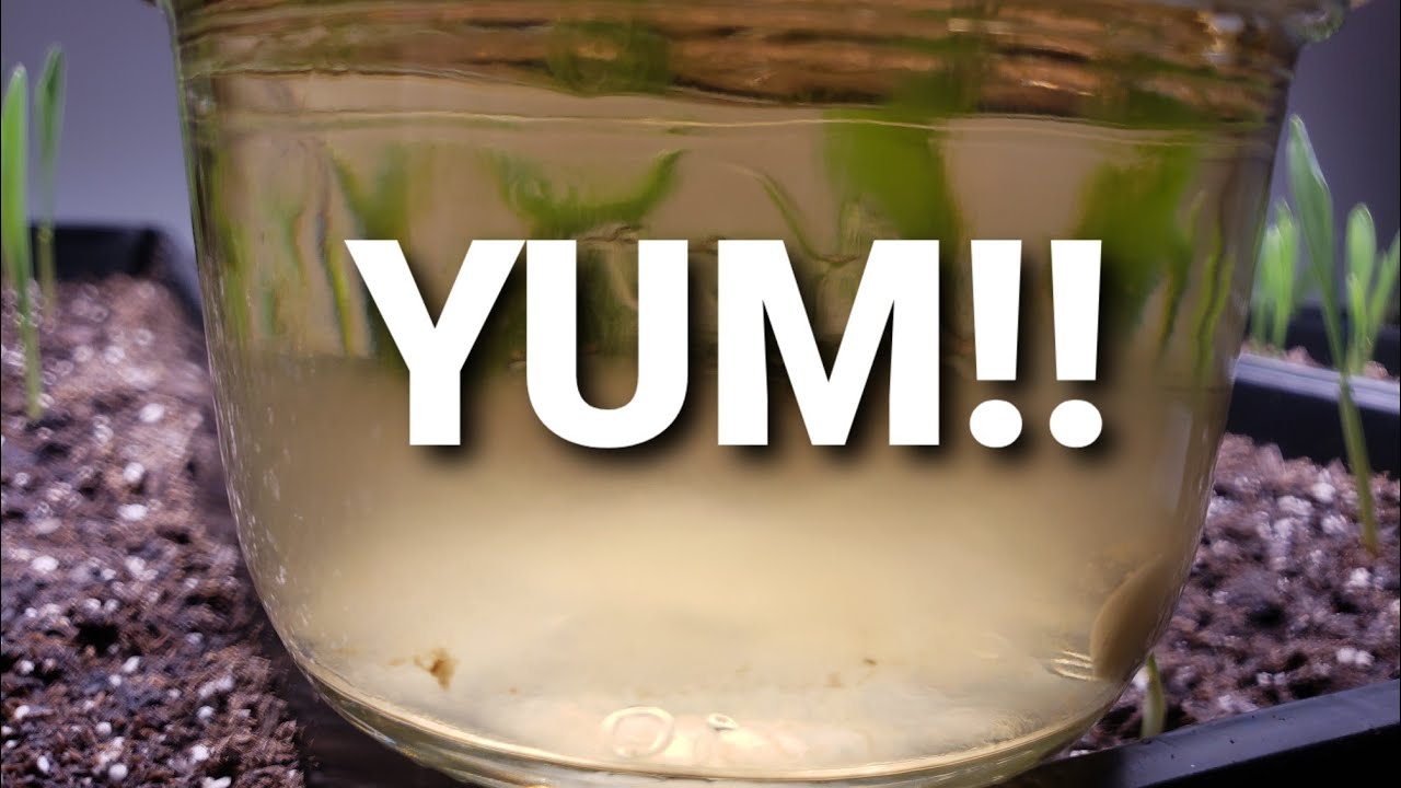 Maple Syrup Liquid Culture Recipe