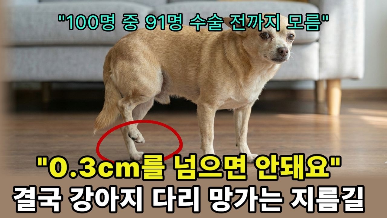 병원에서 기를 쓰고 숨기는 초간단 강아지 슬개골 탈구 증상 예방! 강아지 발톱자르는법,강아지 발톱깍기 추천