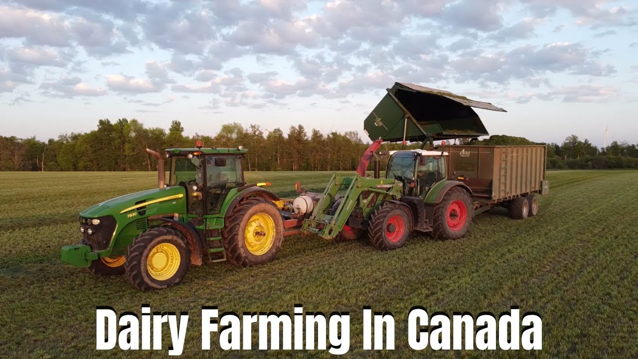 Dairy Farming In Canada ~ Harvesting alfalfa