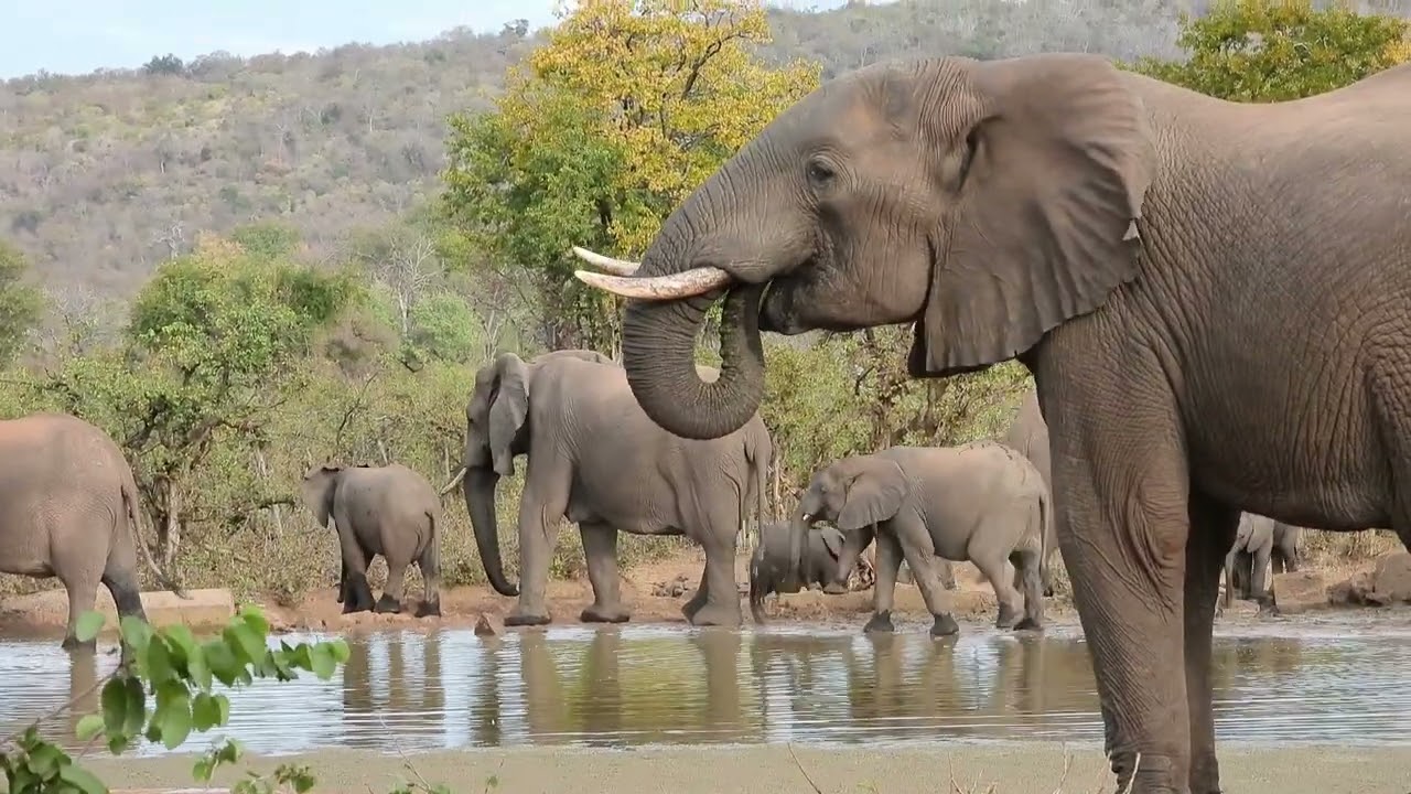 Moments in time... in the wild July 22. Kruger Park