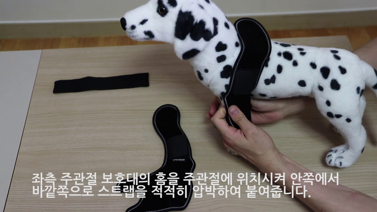 펫츠오앤피 견관절 보호대 착용 영상입니다.