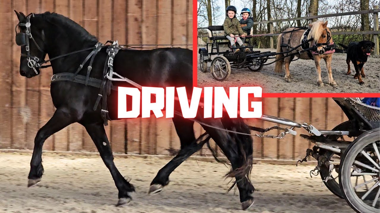 New friends. Drive the horses @Stal G and a pony @Stal H | Friesian Horses