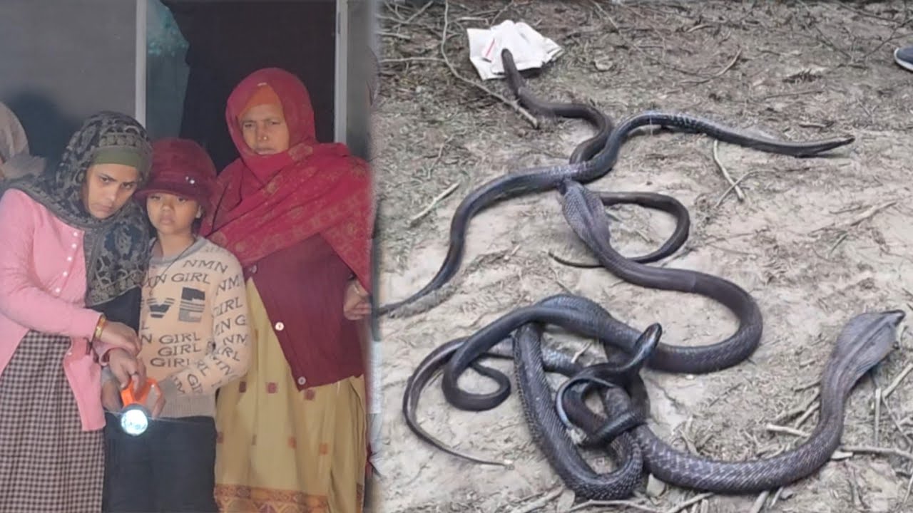  फोन आया,  जल्दी आओ सफेद रंग का साँप है /// सतीश फफड़ाना 9255130130 स्नेकमैन हरियाणा 