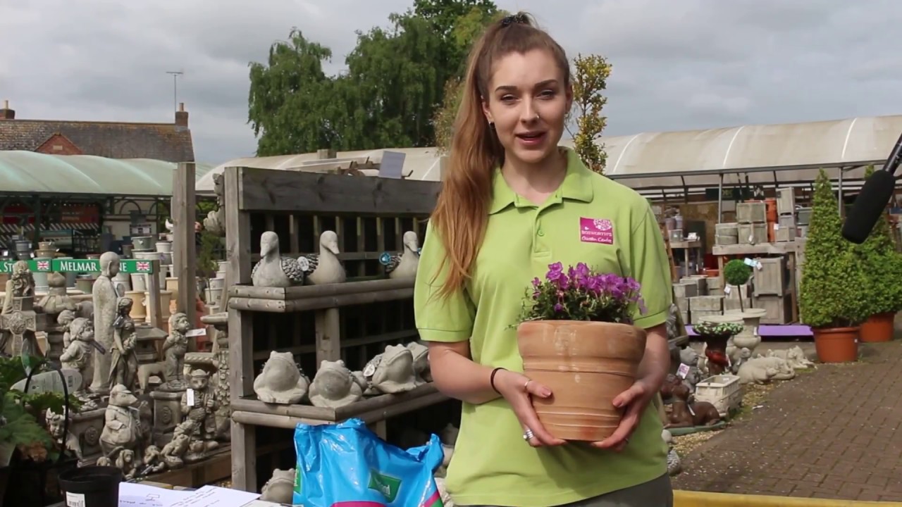 Ericaceous Plants - planting