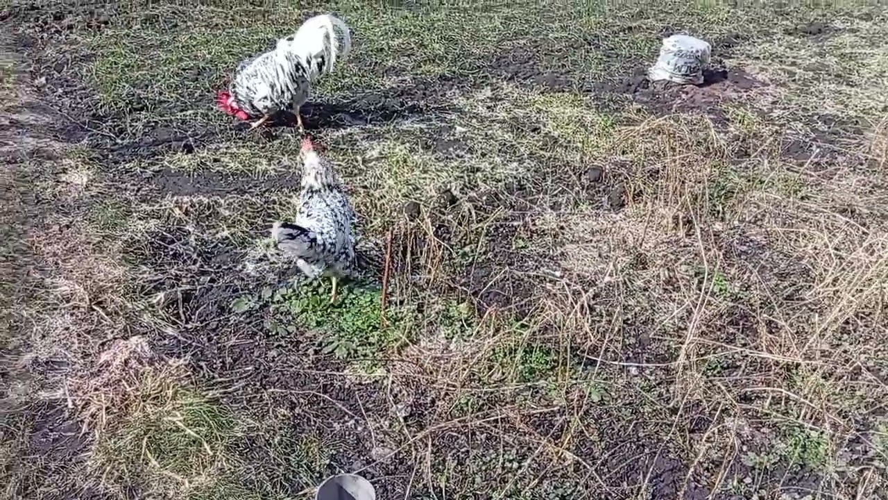 Курочки на огороде.